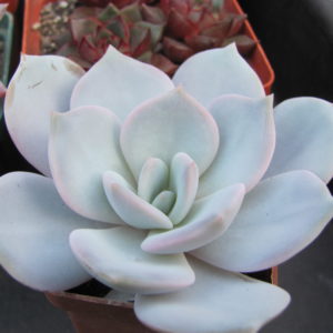 Echeveria  laui  hybr.