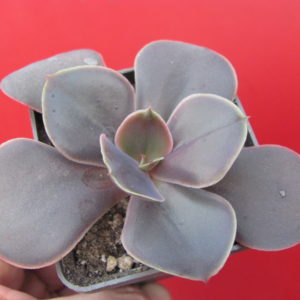 Echeveria   Bimbo