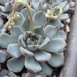 Echeveria     hybr.