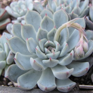 Echeveria   hybr.      (  ..... x  zaragoza )