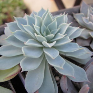 Echeveria