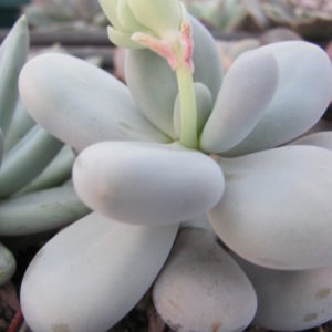 Pachyphytum    oviferum