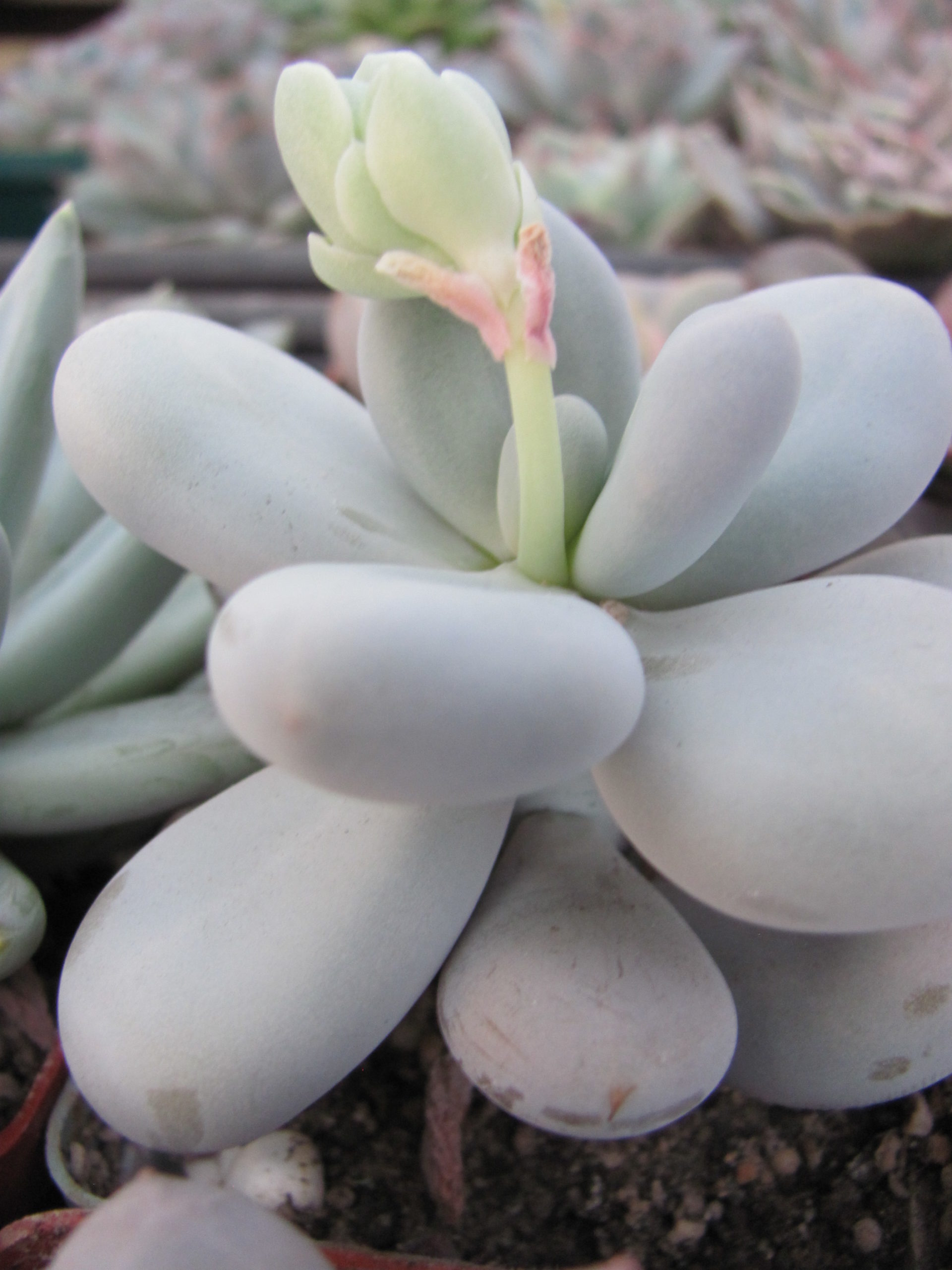 Pachyphytum    oviferum