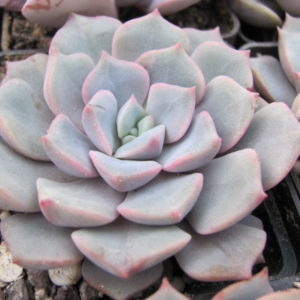 Echeveria     hybr.      #29