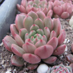 Echeveria    Bashful