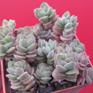 Crassula   velutina