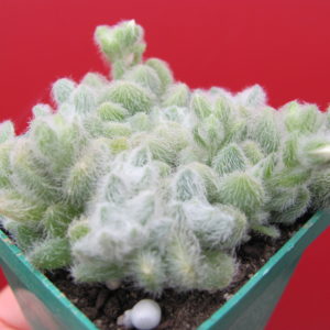 Sedum  hintonii