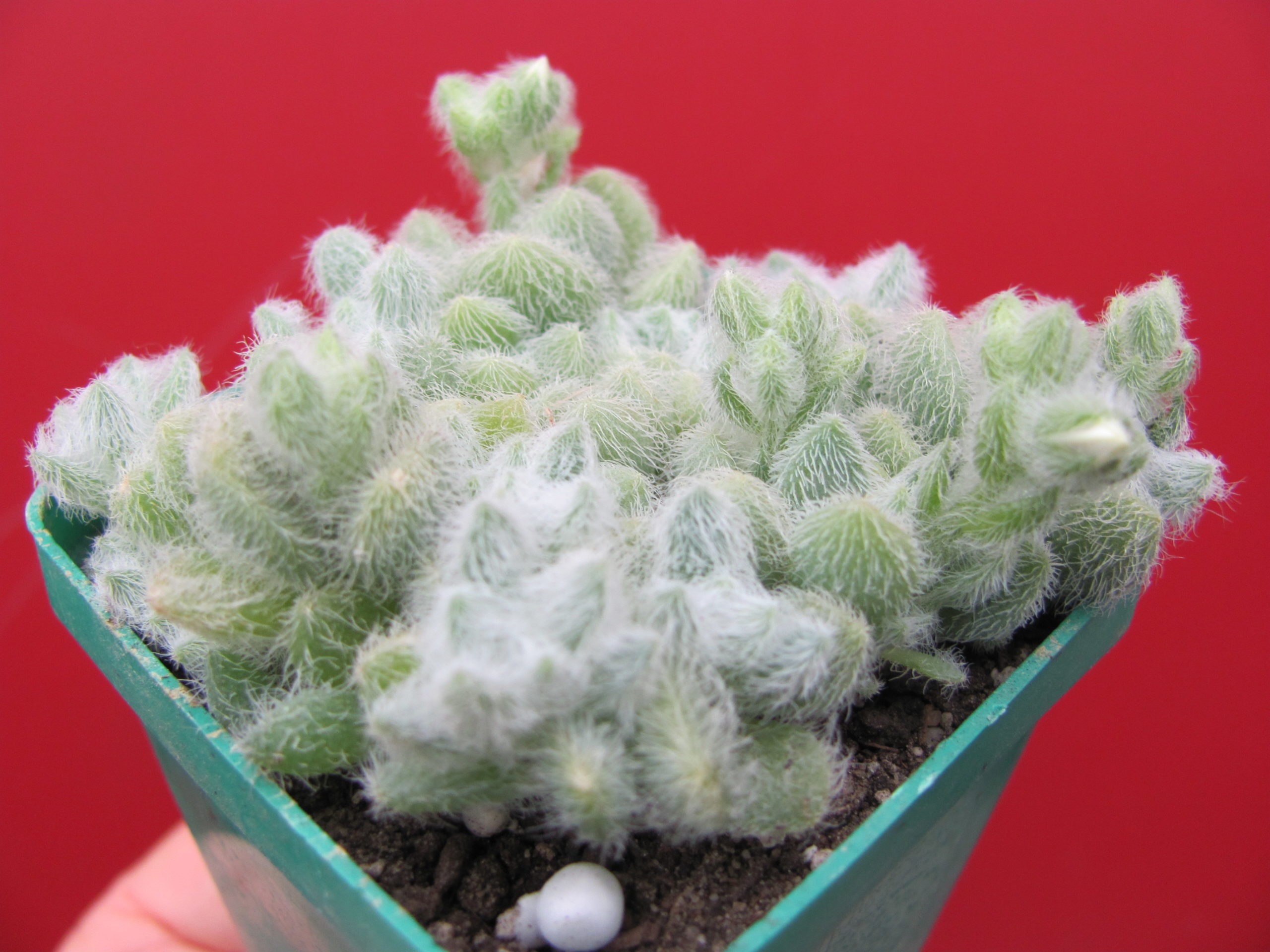 Sedum  hintonii