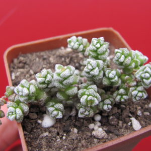 Crassula coralina