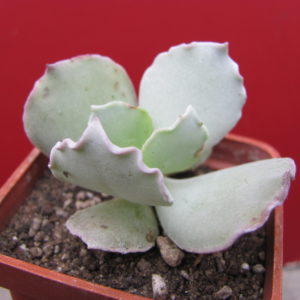Cotyledon  undulata