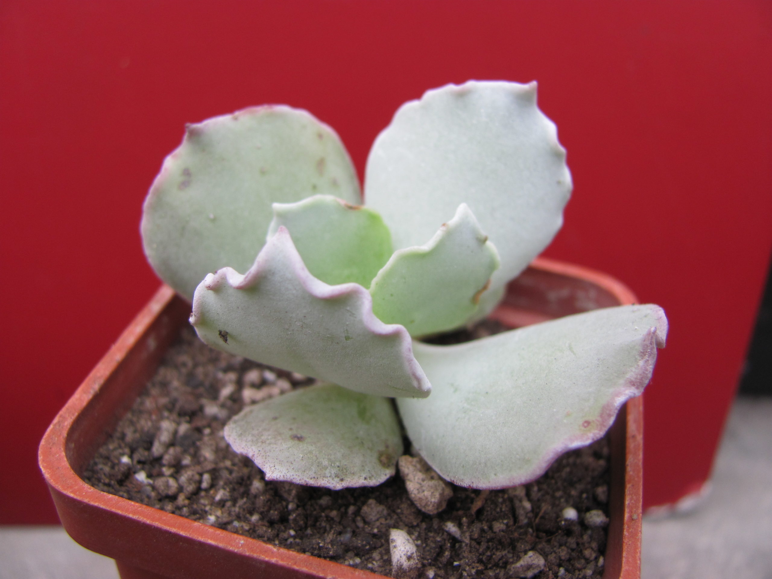 Cotyledon  undulata
