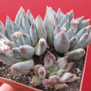 Pachyphytum   compactum  * Purple  Diamond *  hybr.