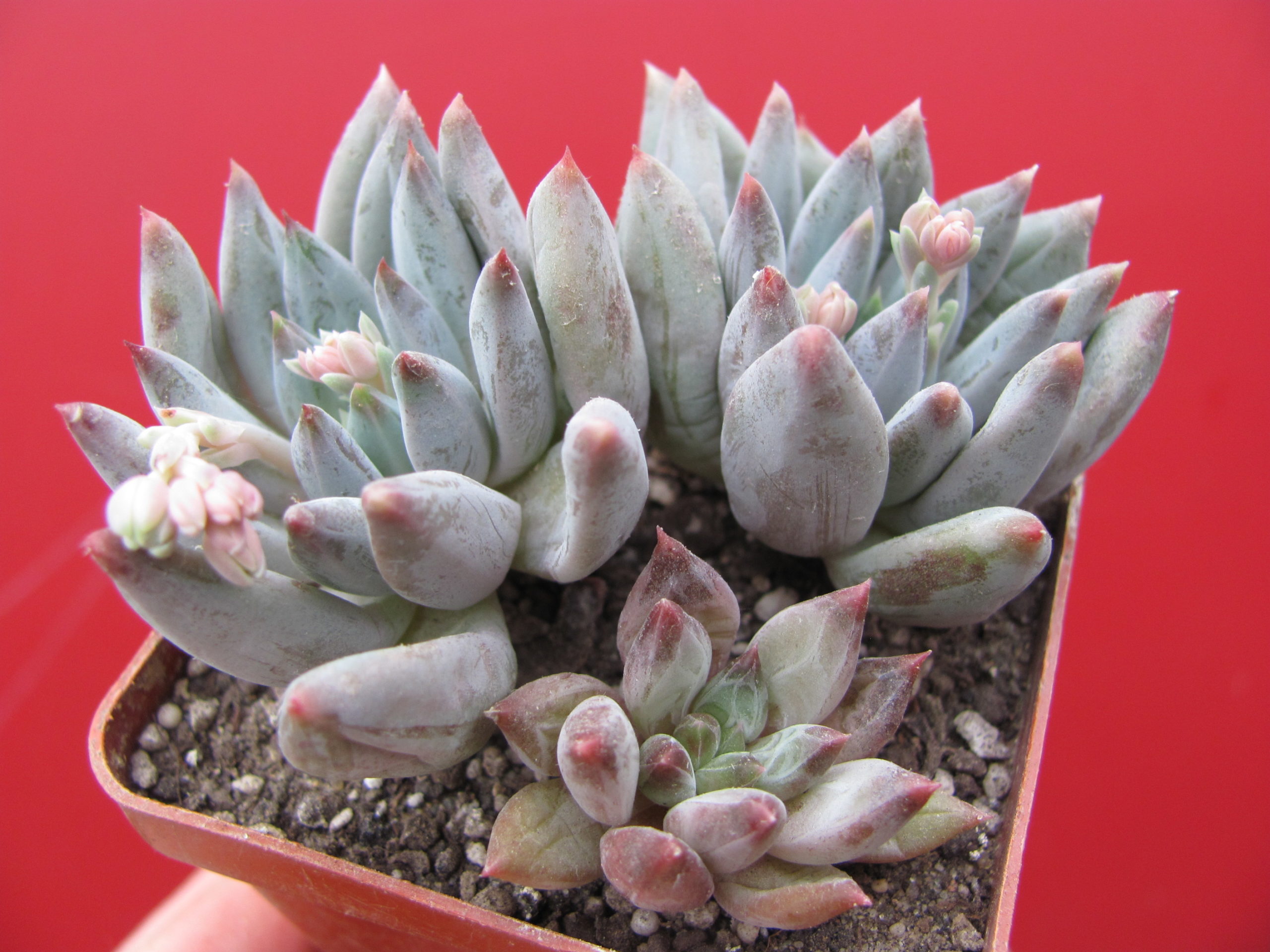 Pachyphytum   compactum  * Purple  Diamond *  hybr.