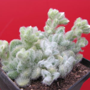 Sedum  hintonii