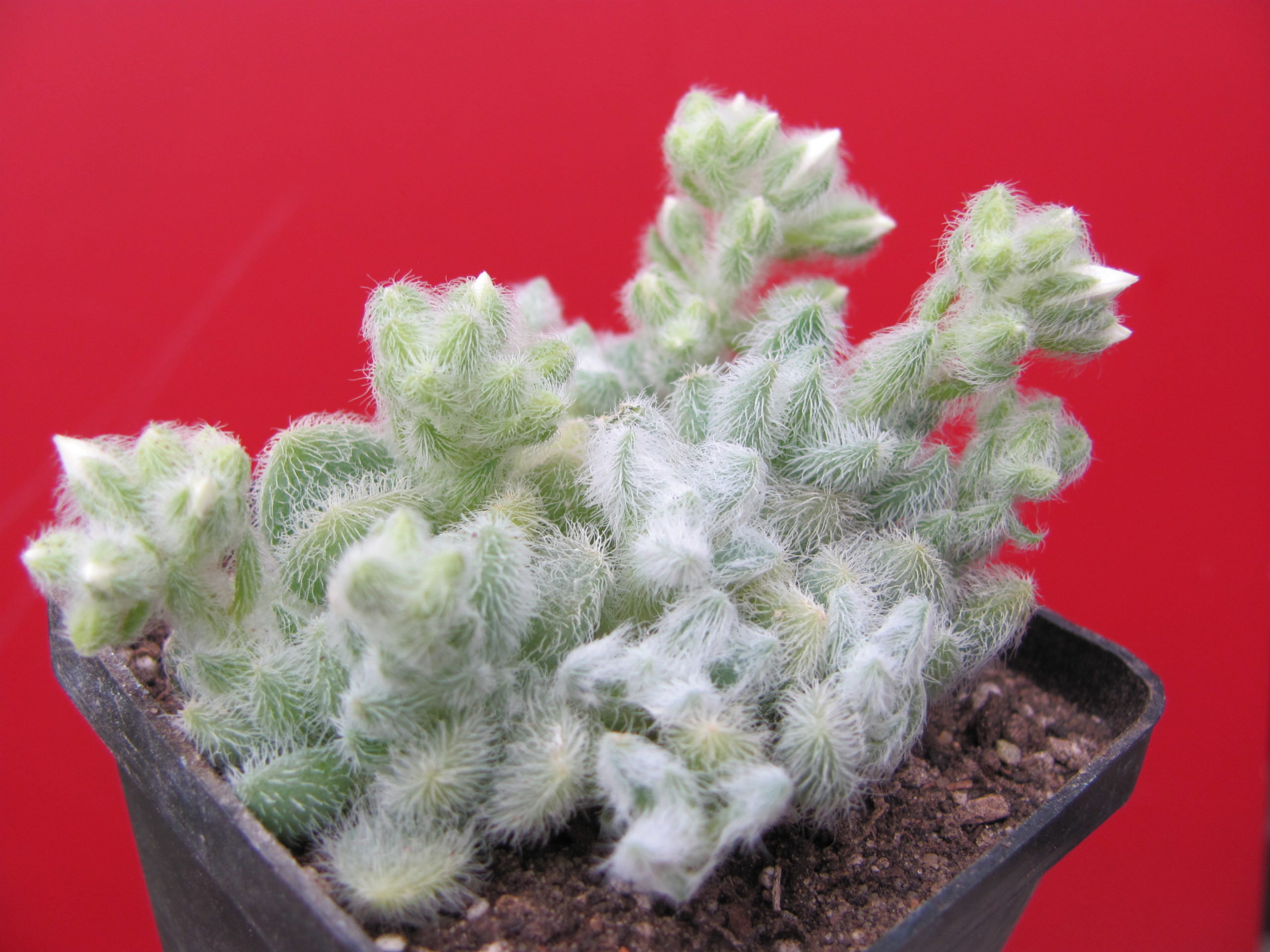 Sedum  hintonii