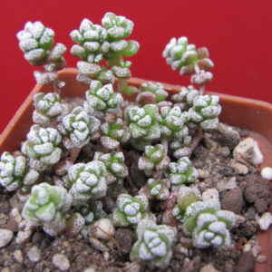 Crassula  coralina