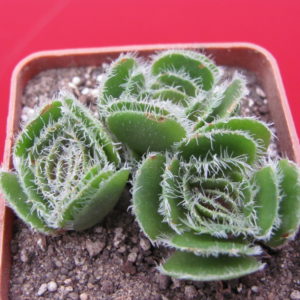 Crassula  tomentosa brevifolia