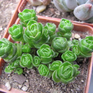 Crassula   Emerald
