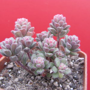 Sedum  versadense