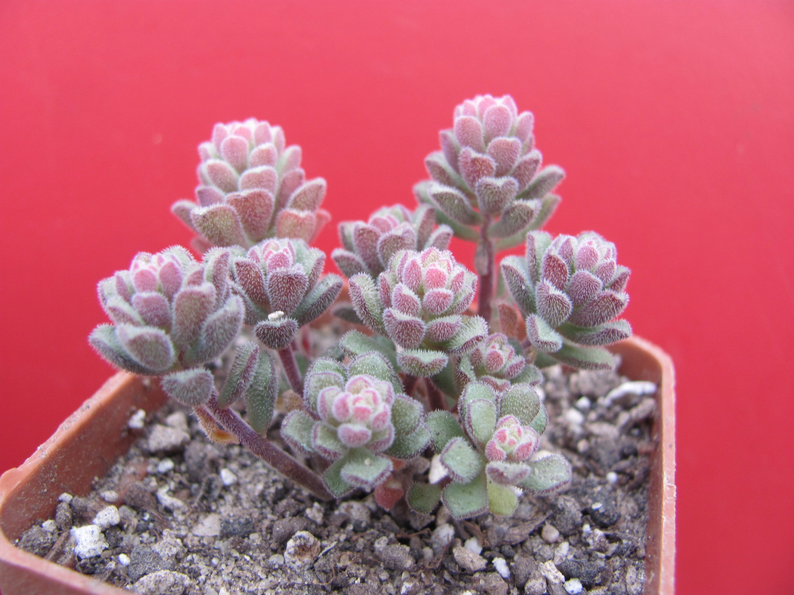Sedum  versadense