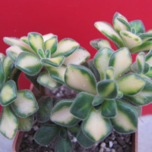 Aeonium   lindleyi  variegata
