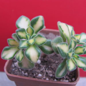 Aeonium  lindleyi  variegata