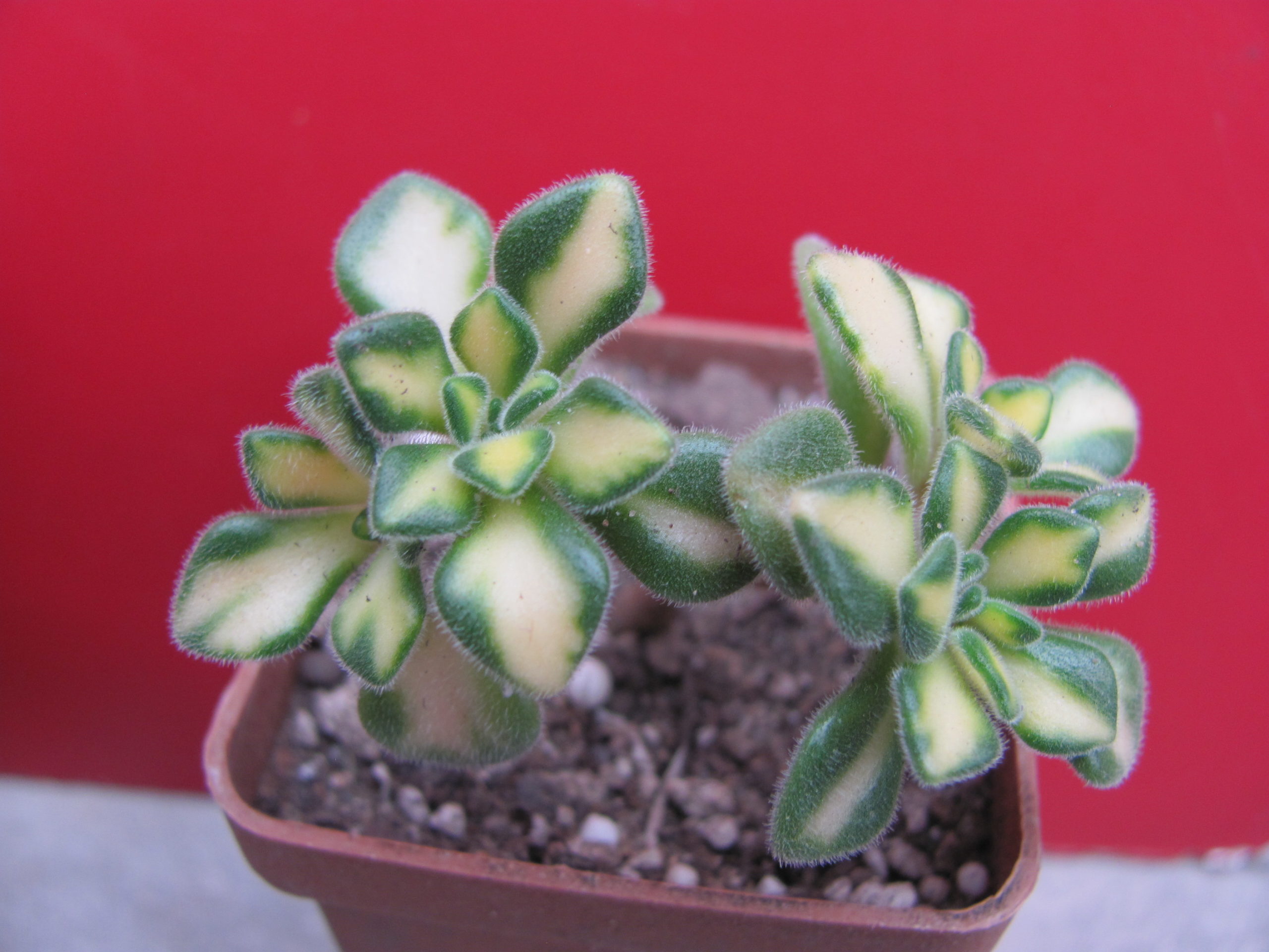 Aeonium  lindleyi  variegata