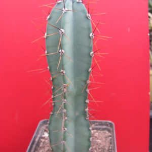 Cereus   forbesii