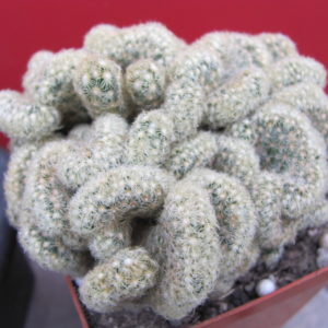 Mammillaria    elongata   cristata