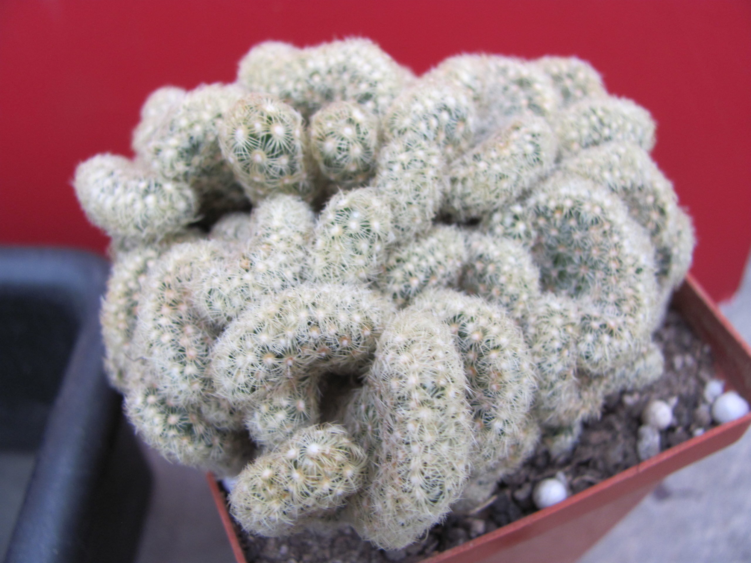 Mammillaria    elongata   cristata