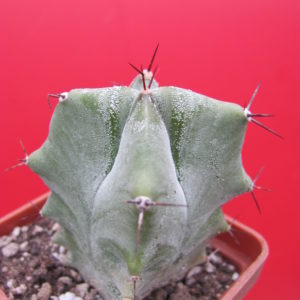 Lemairocereus    pruinosus