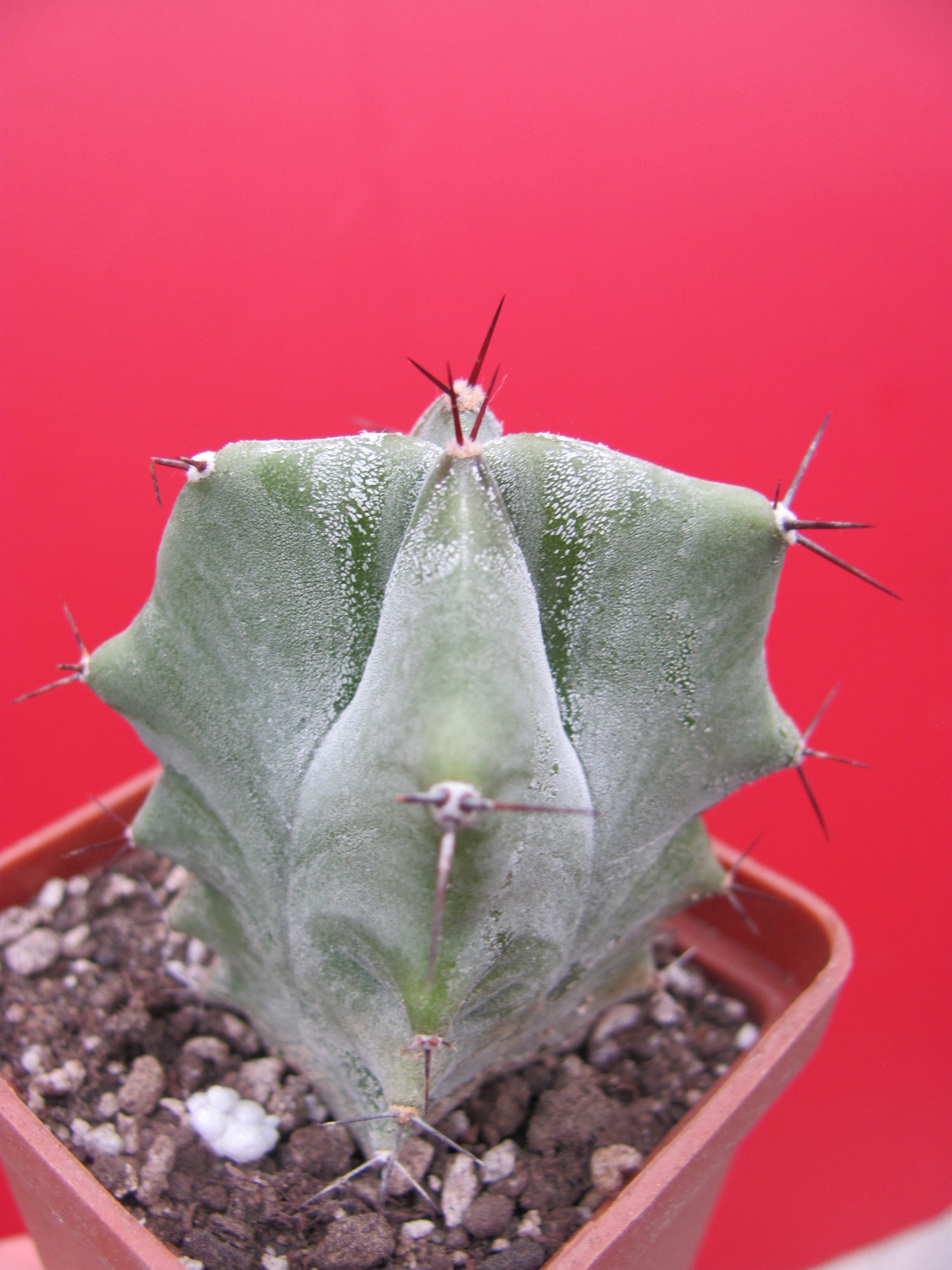 Lemairocereus pruinosus