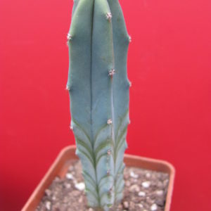 Myrtillocactus    geometrizans