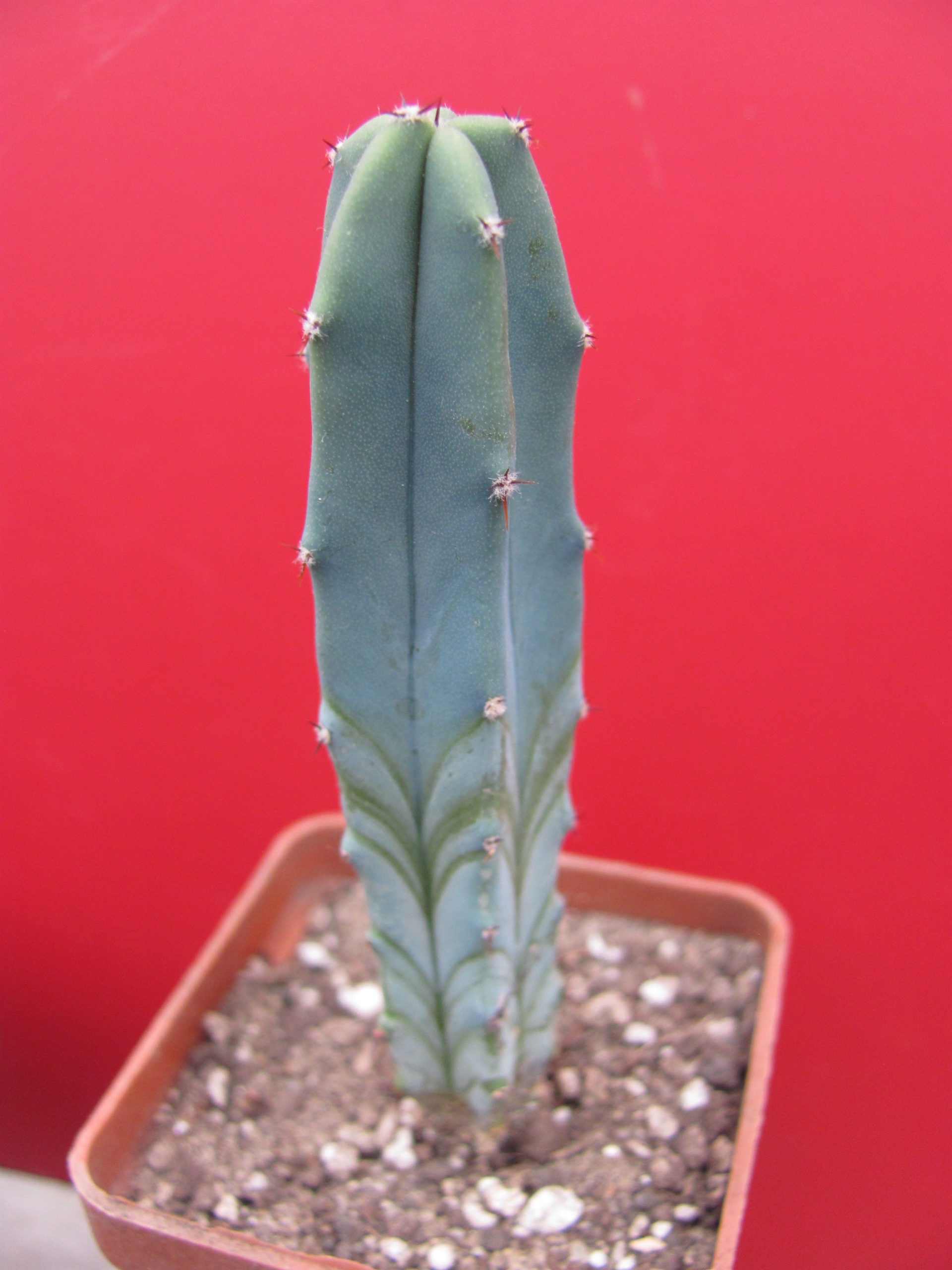 Myrtillocactus geometrizans