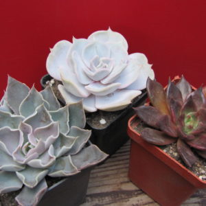 Echeveria       3 разом