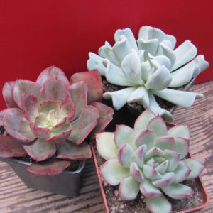 Echeveria     3 разом