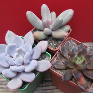 Echeveria    3  разом