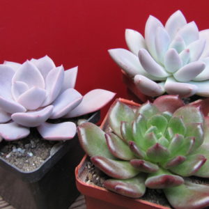 Echeveria    3 разом