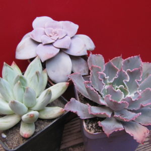Echeveria    3  разом