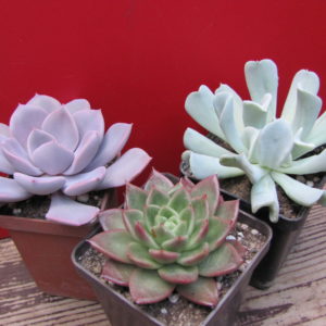 Echeveria     3 разом