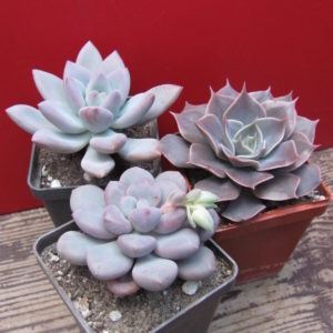 Echeveria    3  разом