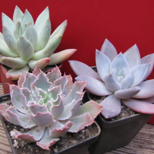 Echeveria   3  разом