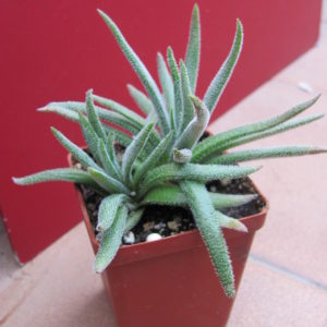 Crassula   hirta