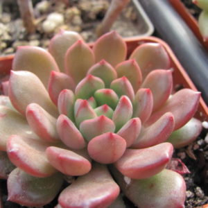 Echeveria   Bashful