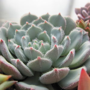 Echeveria    *Comet*