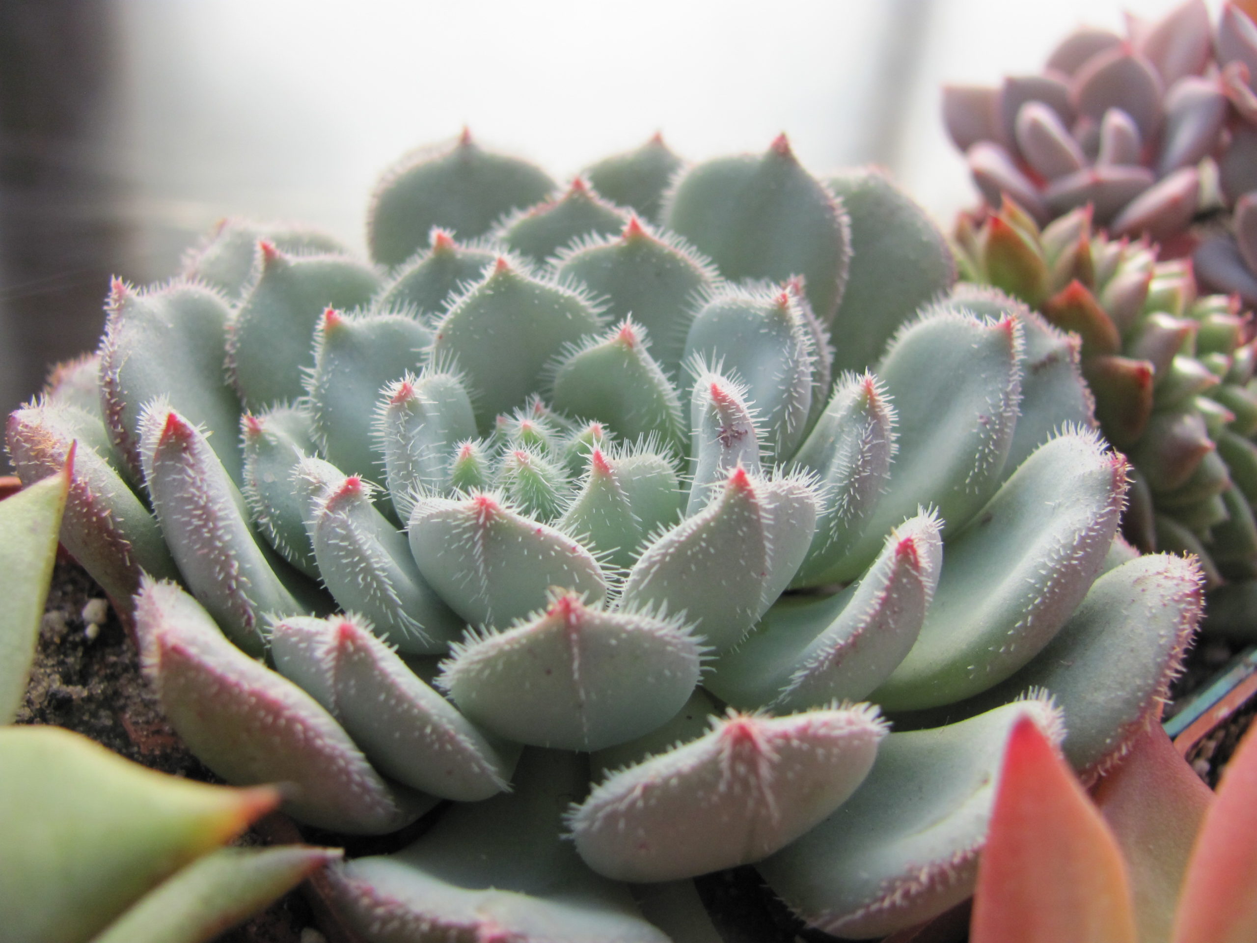 Echeveria    *Comet*