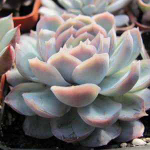 Echeveria   Snow Ball