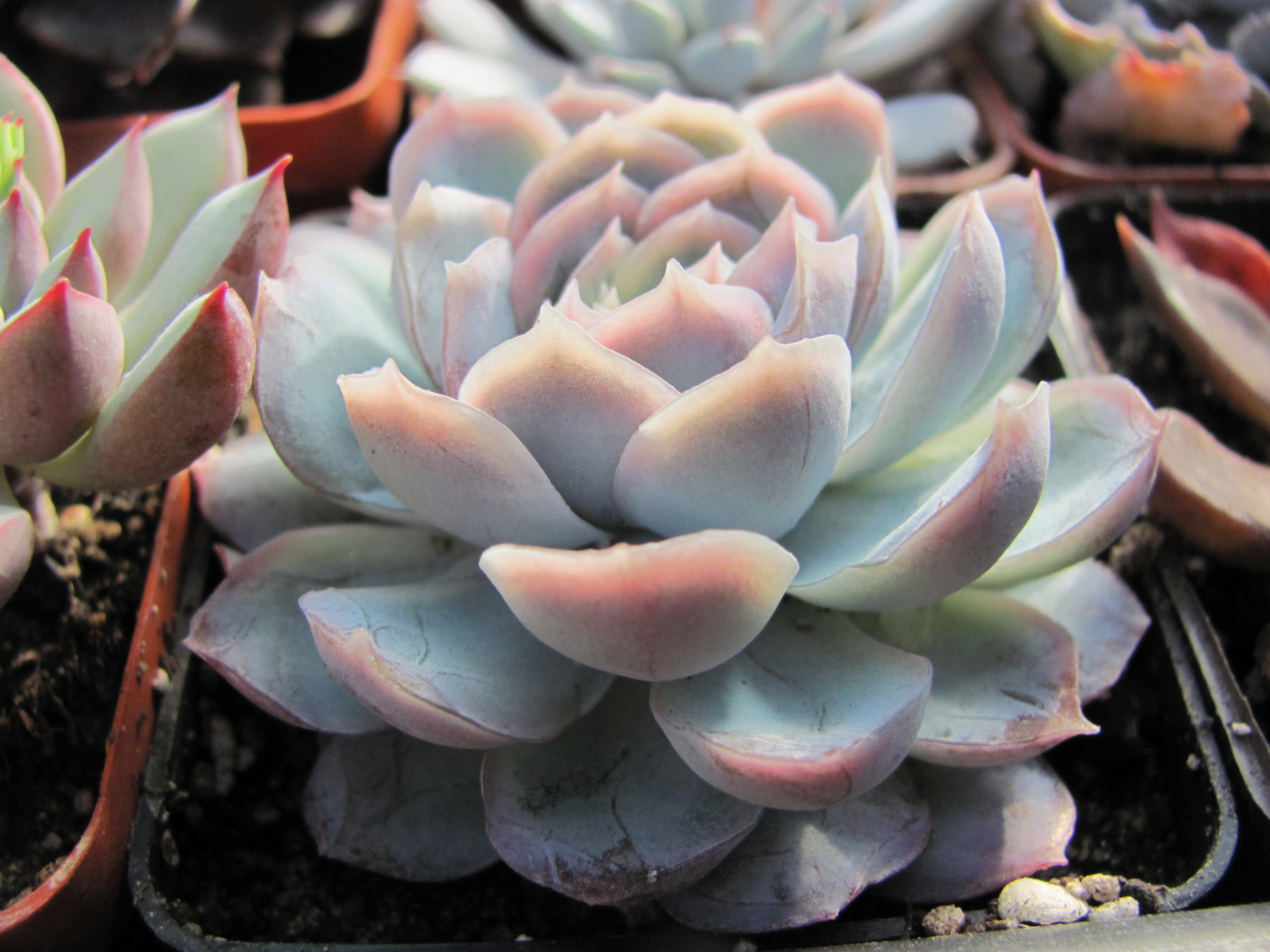 Echeveria   Snow Ball