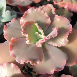 Echeveria    Aguarius Red