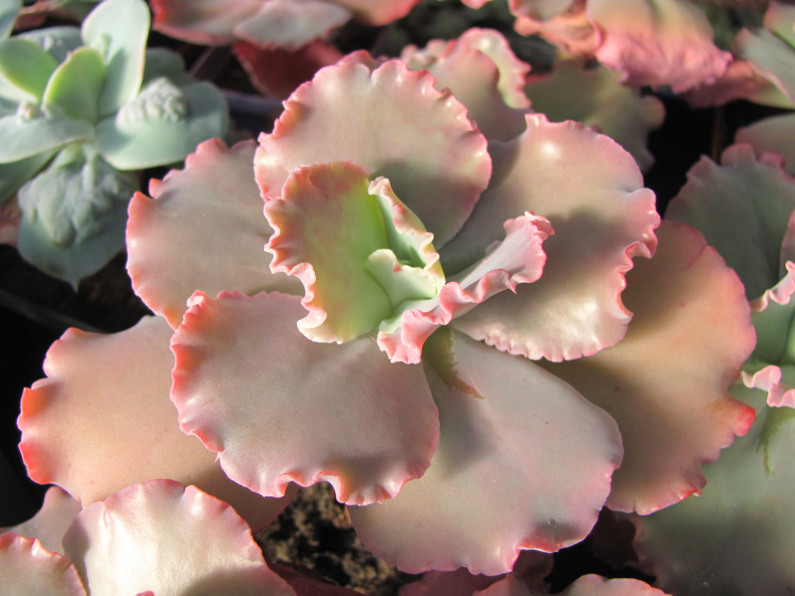 Echeveria    Aguarius Red